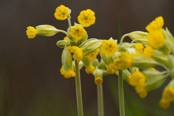 cowslips 1