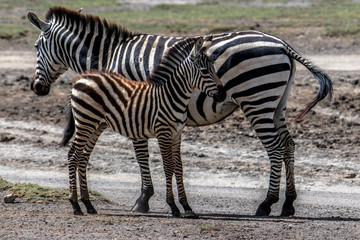 Fototapeta na wymiar Zebra foal suckling from mother