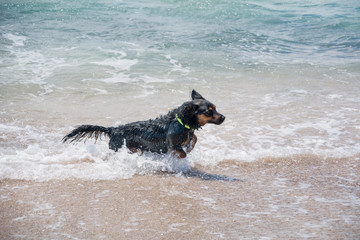 Black dog running with his wet hair by the seashore.