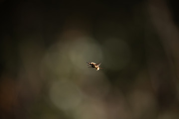 Bee fly hovering 2