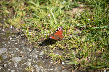 Fototapeta na wymiar butterfly on grass