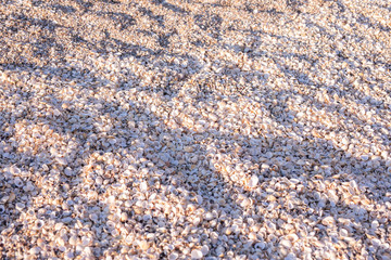 Backgroung of shells at the sea shore