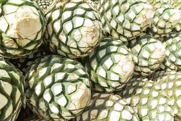 Lanscape tequila guadalajara