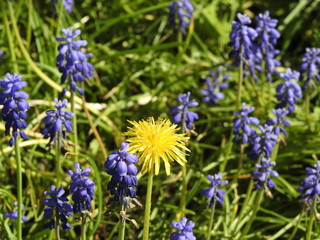 Blaue Traubenhyazinthen