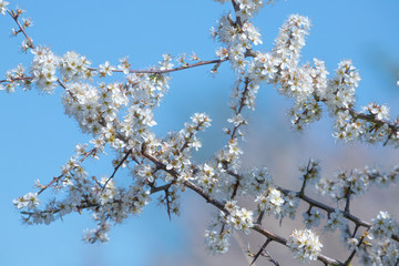 flowers in spring