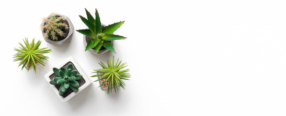 Different succulent and cacti plants in pots on white background