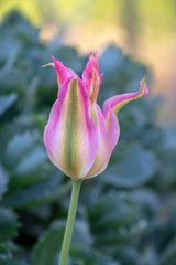 Rarit&auml;t - seltene gr&uuml;n rosa gestreifte botanische Tulpe 