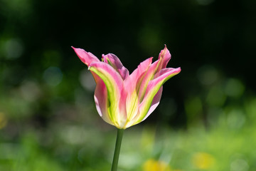 Rarität - seltene grün rosa gestreifte botanische Tulpe 