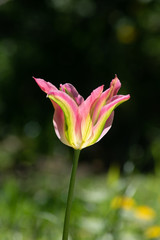 Rarität - seltene grün rosa gestreifte botanische Tulpe 
