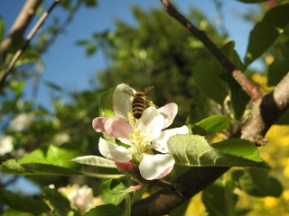Apfelbüte im Frühling