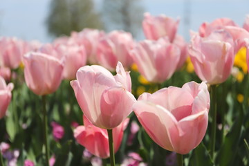 ピンク色のチューリップが咲きみだれる公園