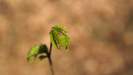 leaves
