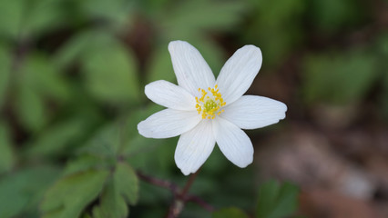 white flower