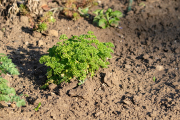 Top view on parsley plant in the vegetable patch in garden