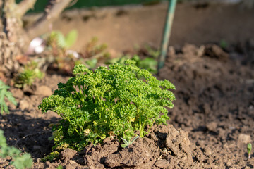 Green parsley in the vegetabe patch in the garden