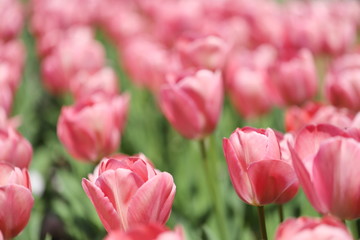 ピンク色のチューリップが咲きみだれる公園