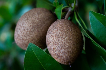 Close up of the fruits of Manilkara zapota (chikoo) with vegetation background.