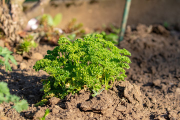 young parsley plant in the vegetable patch in the garden