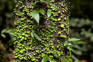 background nature plant green texture