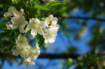 Biene auf Apfelbaum im Frühling