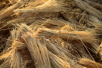 straw hay dry yellow natural stack wheat plant
