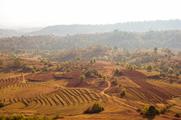 Fototapeta premium landscape