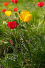 Red and yellow tulips