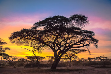 Naklejka na ściany i meble Acacia tree on a sunrise at the Serengeti National Park