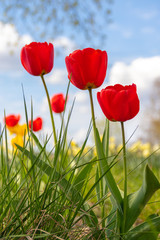 Red tulips