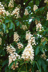 Chestnut or castanea sativa plant vertical 