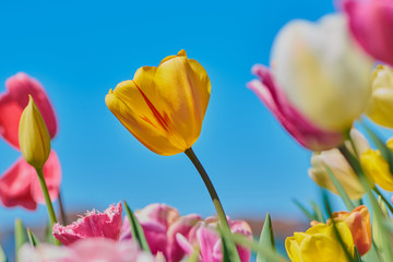 sharp yellow tulip beside blurred other colored tulips in a field