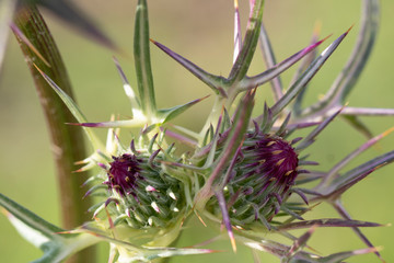 purple flowers close up look 