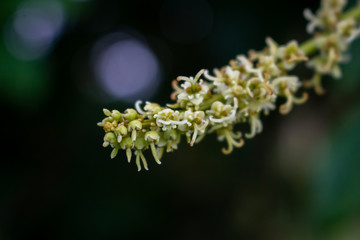 Close up of cluster of flower of rambutan tree (Nephelium lappaceum) in black background.