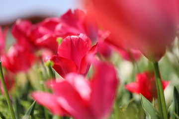 ピンク色のチューリップが咲きみだれる公園