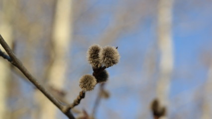 Knospe