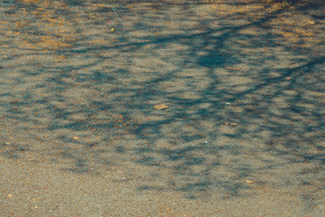 The shadow of the tree branches that ืno leaves in the summer of Thailand on the road floor at...