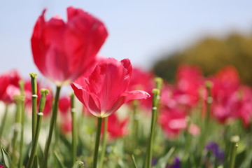 ピンク色のチューリップが咲きみだれる公園