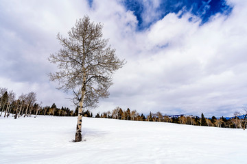 Winter Landscape with Lone Tree and Clouds