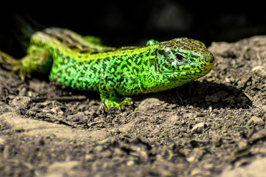 Green lizard in natural environment