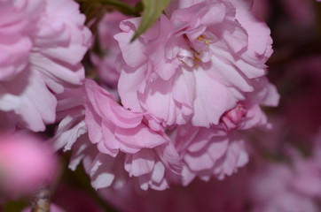 Fototapeta premium CHERRY BLOSSOMS, WOODBRIDGE NJ