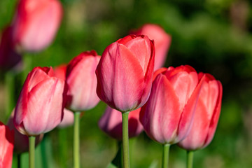 Pink blooming tulips in the garden