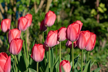 Fototapeta premium red tulips in the garden