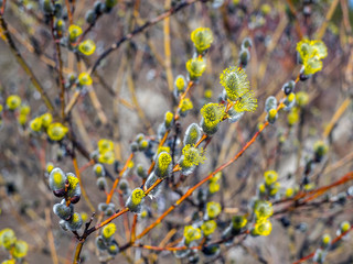  Blooming buds on a willow bush