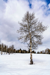 Lone Tree in winter landscape