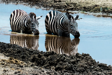 Fototapeta na wymiar Two zebra standing in wate