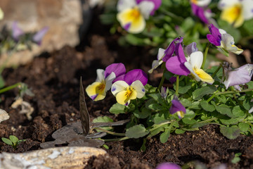 Blooming pansies in the garden in sun