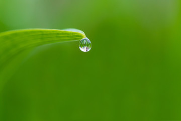 Water drop falling off the tip of a blade of grass