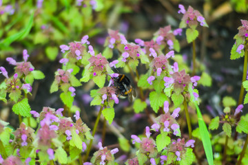 Large fluffy bumblebee closeup.