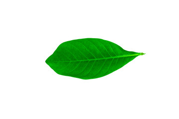 Fototapeta na wymiar Green leaves, leaf isolated on white background Texture