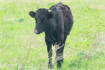 Black calf is grazed on a meadow, free space.